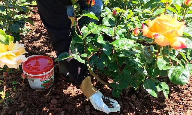 Мінеральні добрива для весняного підживлення троянд