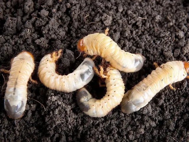 травневий жук, личинки травневого жука, як боротись із личинками травневого жука