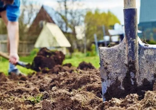 методи бородьби із личинкою травневого жука в городі, препарати, профілактика