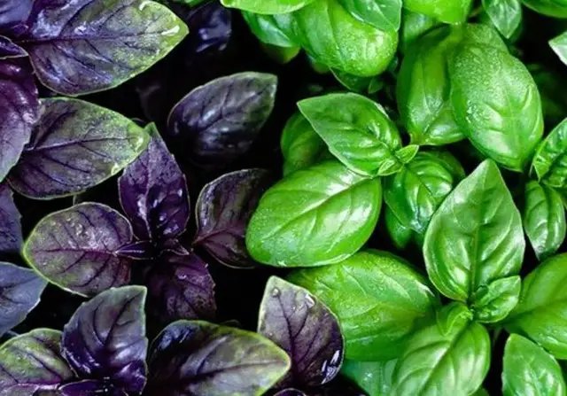 равлики, слимаки, які рослини проти слимаків, рослини проти равликів