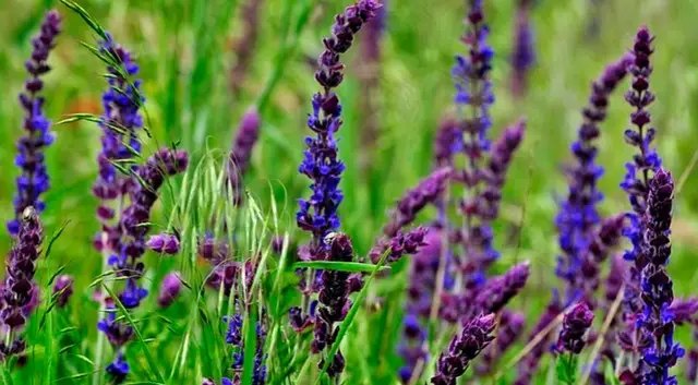 слимаки та равлики, рослини слимаків, потрібно вирощувати проти слимаків