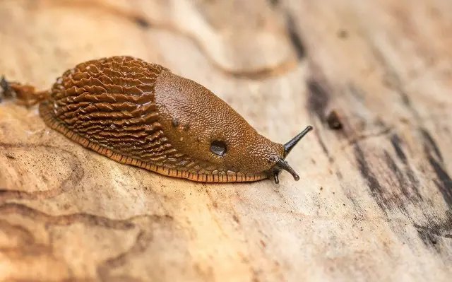 слизняки и улитки, какие растения выращивать против слизняков, улиток