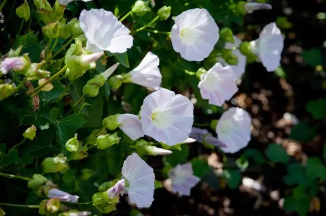 Іпомея особливості вирощування та як можна прикрасити паркан біля будинку вирощування Іпомея прикрасити паркан біля будинку