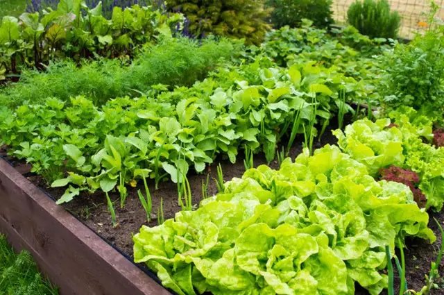 посадка рослин, що посадити, посадка рослин у липні, щшо посадити?