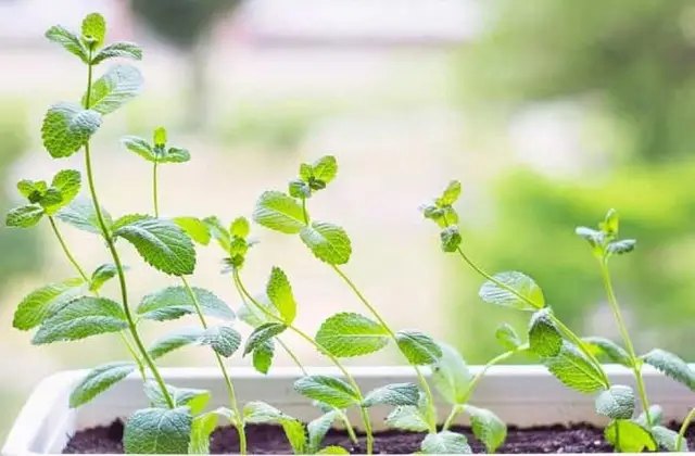 Особливості вирощування М'яти на садовій діялнці та популярні сорти для посадки