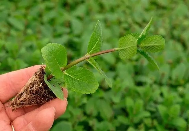 Вирощування саджанців м'яти на присадибній ділянці та інструкція із догляду для початківців