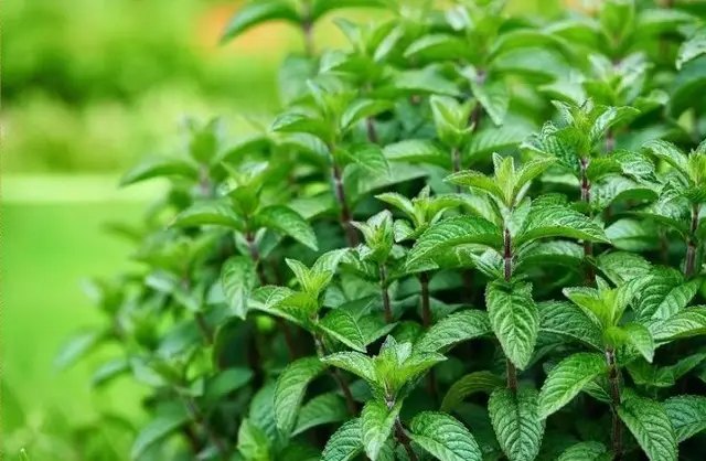 Розмноження кущів м'яти своїми руками та дієві методи