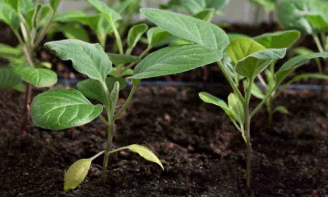 як садити баклажани у відкритий грунт