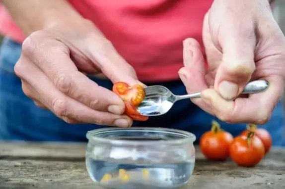 З яких помідорів та коли саме найкраще збирати насіння? зібрати насіння помідорів