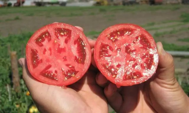 Як правильно зібрати насіння помідорів? Кращі методи збираємо насіння помідор, як зібрати насіння томатів