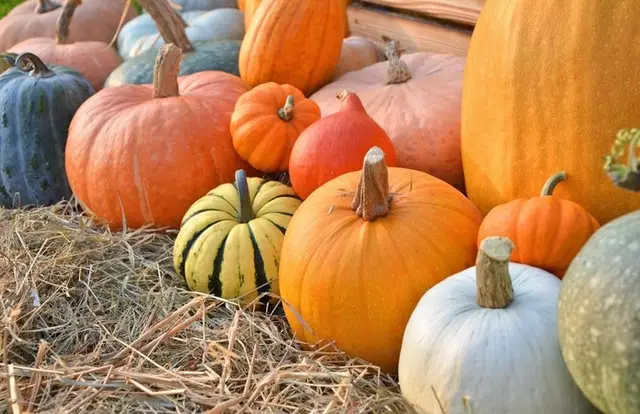 Місячний календар городника та садівника на вересень 2022