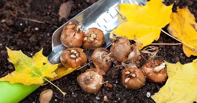 Місячний календар городника та садівника на вересень 2022