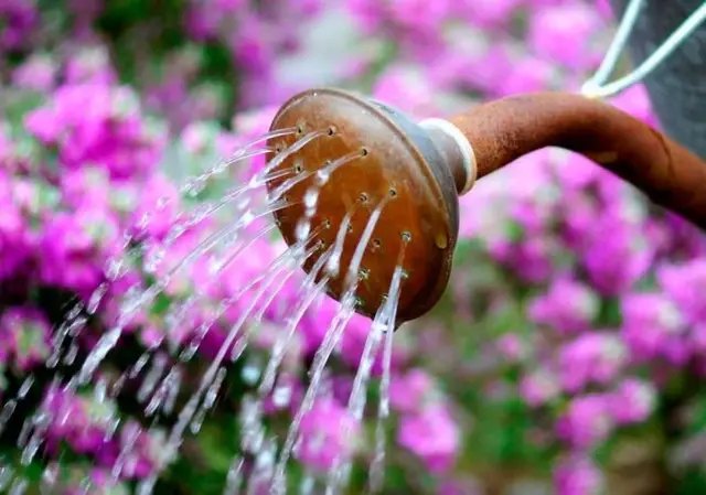 Пересадити айстри правильно, інструкція