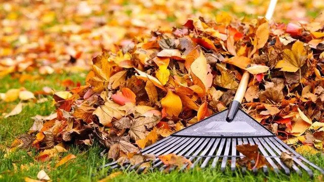укриття рослин на зиму, природні матеріали, штучні матеріали, як правильно укривати рослини на зиму