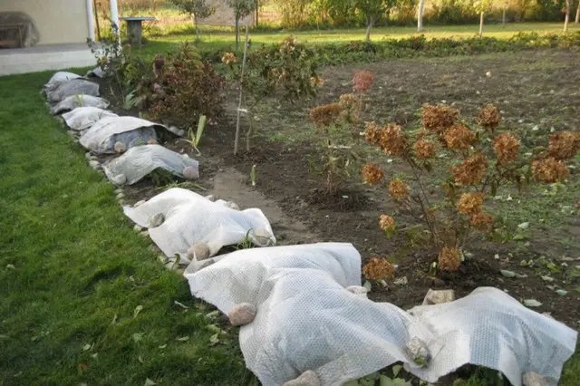 укриття рослин на зиму, природні матеріали, штучні матеріали, як правильно укривати рослини на зиму