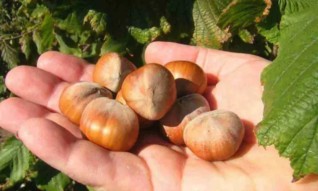 фундук, вирощування фундука, топ-10 сортів фундука, посадка та догляд за фундуком