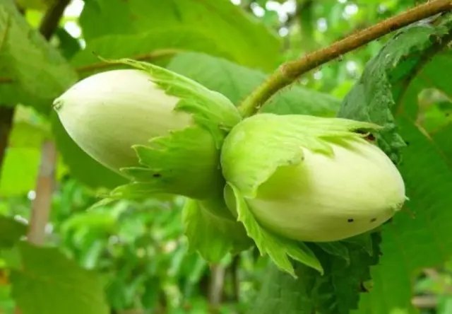 фундук, вирощування фундука, топ-10 сортів фундука, посадка та догляд за фундуком