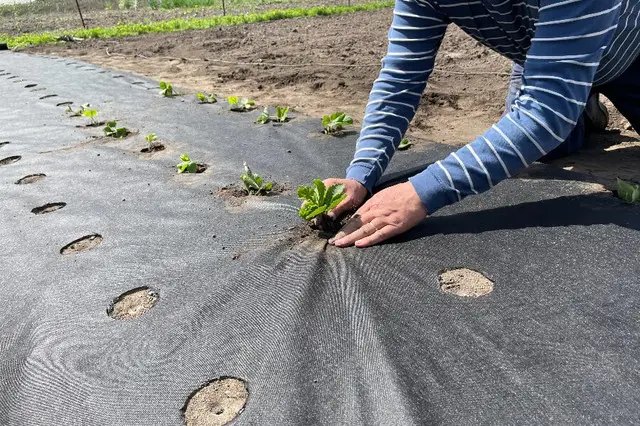 Полуниця, посадка полуниці, посадка на агроволокно, посадка полуниці на агроволокно