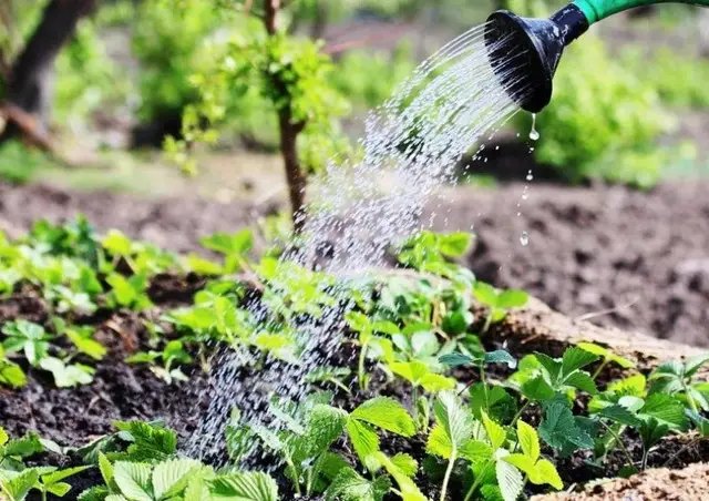 Полуниця, посадка полуниці, посадка на агроволокно, посадка полуниці на агроволокно