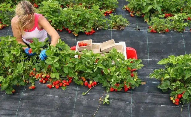 агроволокно, агротканина, яка різниця між агроволокном та агротканиною, чим краще мульчувати