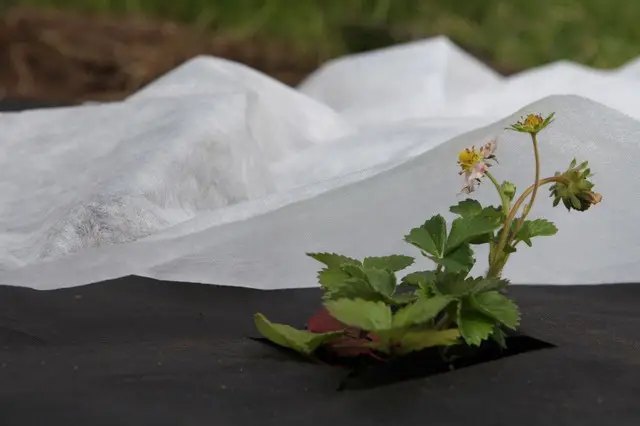 агроволокно, агротканина, яка різниця між агроволокном та агротканиною, чим краще мульчувати