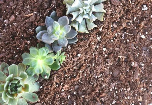 сукуленти, посадка сукулентів, який грунт підходить для сукулентів, як приготувати грунт для сукулентів самостійно