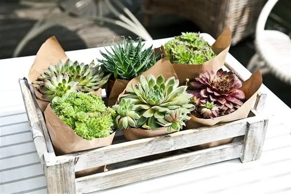 сукуленти, посадка сукулентів, який грунт підходить для сукулентів, як приготувати грунт для сукулентів самостійно