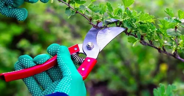 смородина, обрезка смородины, осенняя обрезка смородины, когда проводить обрезку смородины