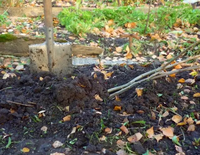 саджанці, саджанці восени, прикопування саджанців, для чого та як прикопувати саджанці