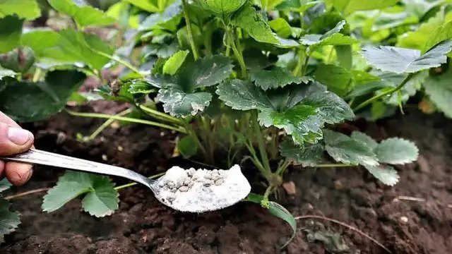 зола, підживлення рослин, підживлення рослин золою, зола у якості осіннього добрива