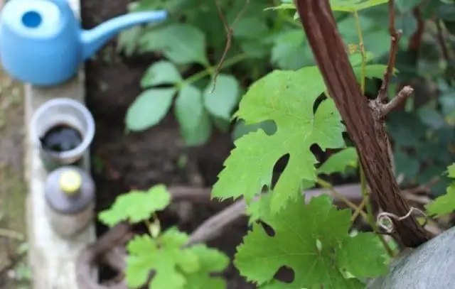 підживлення винограду восени, підкормка винограду восени, підживлення винограду осінню, осіннє підживлення винограду, осіння підкормка винограду, чим підживити виноград восени, підживка винограду осінню, попіл для винограду, чим підживити виноград осінню, чим підкормити виноград восени