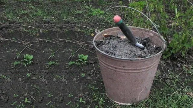 підживлення винограду восени, підкормка винограду восени, підживлення винограду осінню, осіннє підживлення винограду, осіння підкормка винограду, чим підживити виноград восени, підживка винограду осінню, попіл для винограду, чим підживити виноград осінню, чим підкормити виноград восени