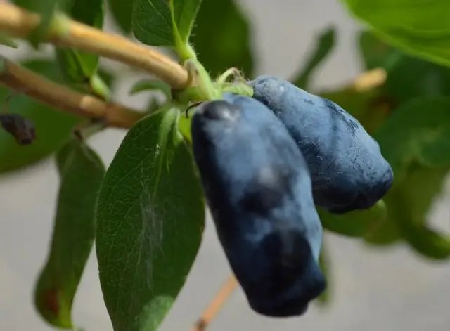 жимолость, саджанці жимолості, топ-5 сортів жимолості, топ-5 сортів жимолості за версією Кліома Сервіс