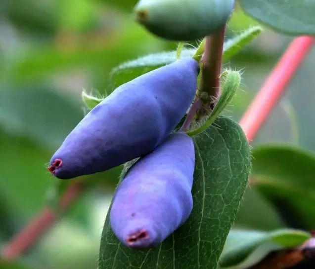жимолость, саджанці жимолості, топ-5 сортів жимолості, топ-5 сортів жимолості за версією Кліома Сервіс