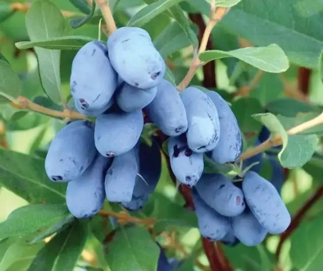 жимолость, саджанці жимолості, топ-5 сортів жимолості, топ-5 сортів жимолості за версією Кліома Сервіс