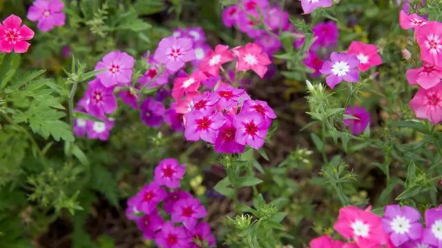 Преимущества и недостатки подзимнего посева цветов цветы, посев цветов, посев цветов на зиму, подзимний посев цветов