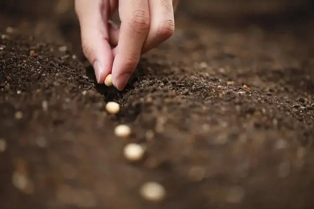 Когда следует совершать подзимний посев цветов? цветы, посев цветов, посев цветов на зиму, подзимний посев цветов