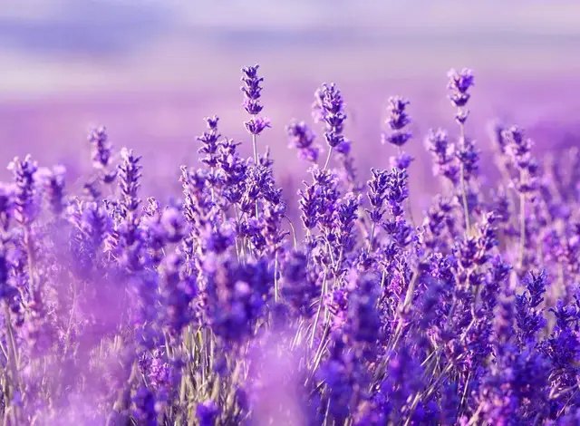 Лаванда цветы, посев цветов, посев цветов на зиму, подзимний посев цветов