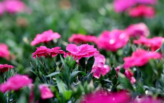 календар, місячний календар, місячний календар для садівника та городника на грудень 2022 року