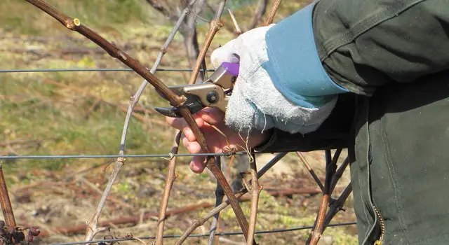 календар, місячний календар, місячний календар для садівника та городника на грудень 2022 року