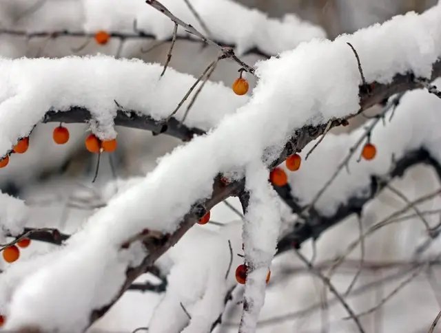 Як захистити молоді дерева, які ламаються під вагою снігу? молоді дерева взимку, захист молодих дерев від снігу, як захистити молоді саджанці взимку