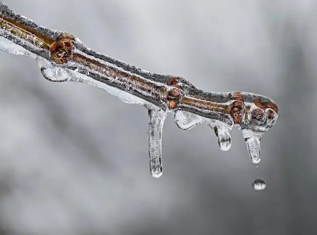 молоді дерева взимку, захист молодих дерев від снігу, як захистити молоді саджанці взимку