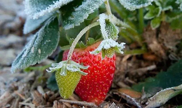 полуниця, полуниця взимку, чому вимерзає полуниця взимку, як уникнути вимерзання полуниці взимку
