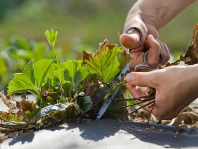 полуниця, полуниця взимку, чому вимерзає полуниця взимку, як уникнути вимерзання полуниці взимку