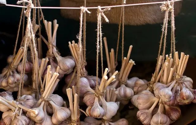 часник, часник взимку, правила зберігання часнику взимку, як правильно зберігати часник взимку