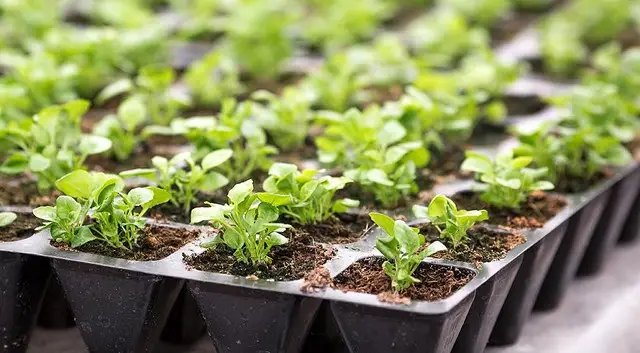 календар, місячний календар, місячний календар для садівника та городника на січень 2023 року