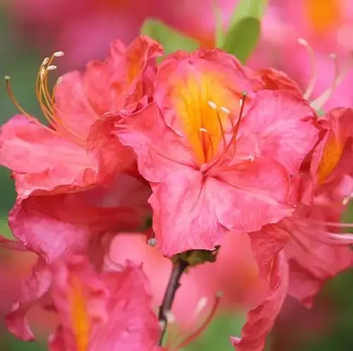 азалія, вирощування азалії, найкращі сорти азалії, найкращі сорти азалії за версією Кліома Сервіс