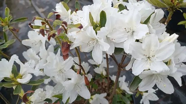 азалія, вирощування азалії, найкращі сорти азалії, найкращі сорти азалії за версією Кліома Сервіс