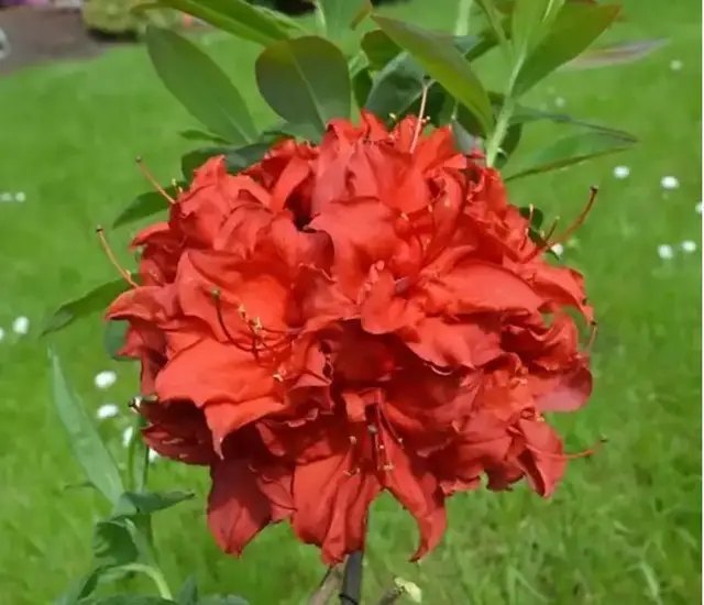 азалія, вирощування азалії, найкращі сорти азалії, найкращі сорти азалії за версією Кліома Сервіс