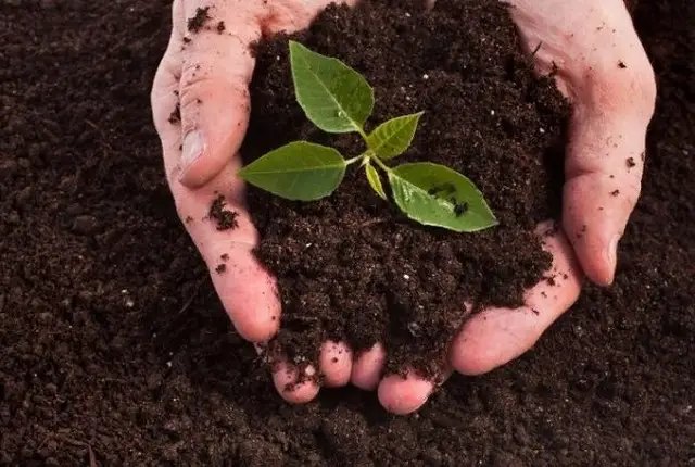 біогумус, рідкий біогумус, використання рідкого біогумуса, інструкція з використання рідкого біогумусу